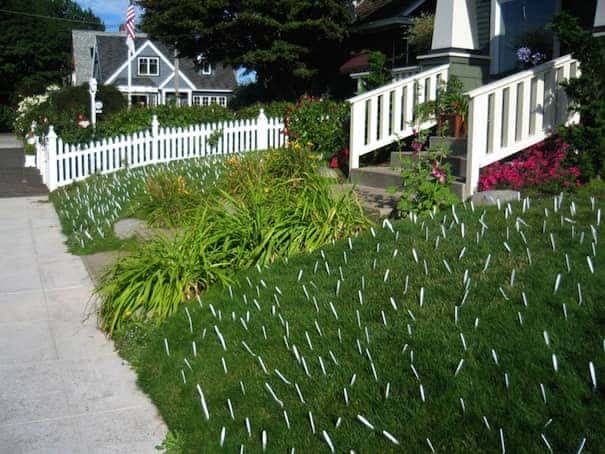 Forks in front yard