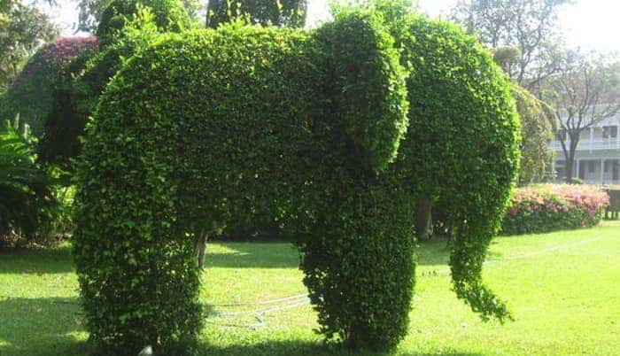Elephant_hedge