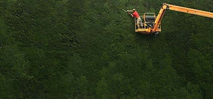 Hedge trimming