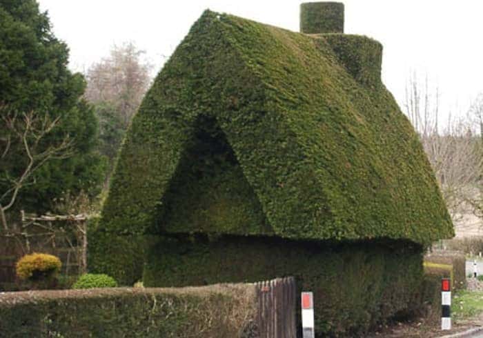 house hedge