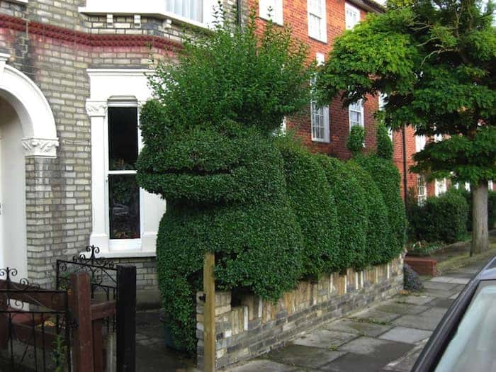 Lizard hedge