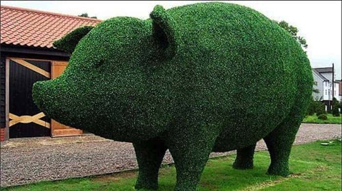 pig hedge