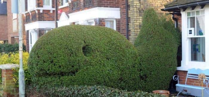 whale hedge