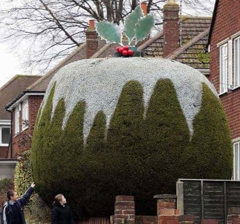 christmas pudding hedge