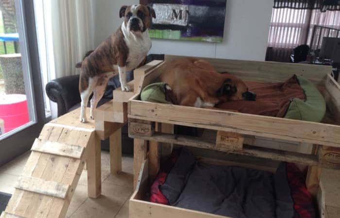 dog-bunk-beds