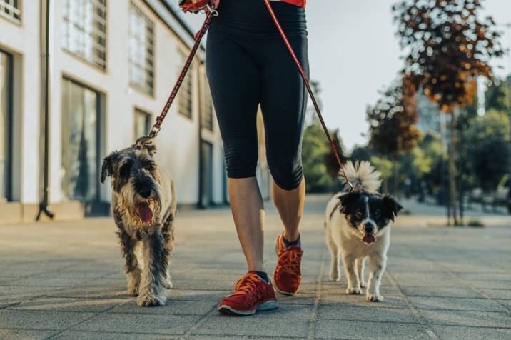 woman walking two dogs