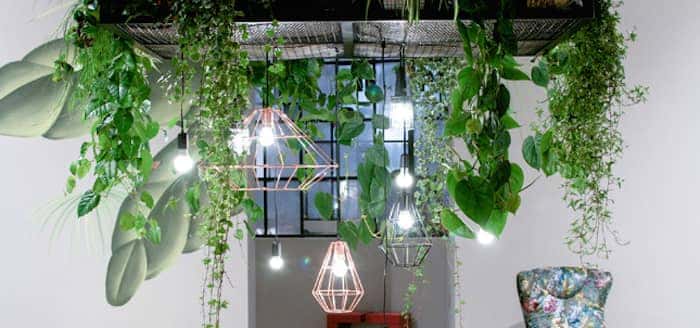 Indoor gardening ideas