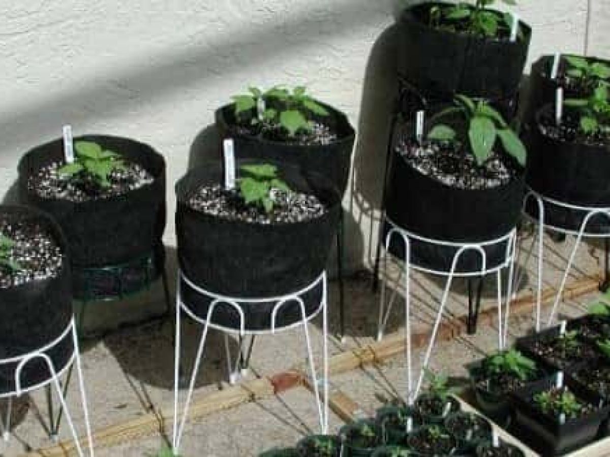 How To Have A Vegetable Garden In An Apartment
