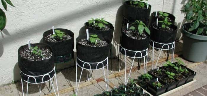 grow vegetables in your apartment