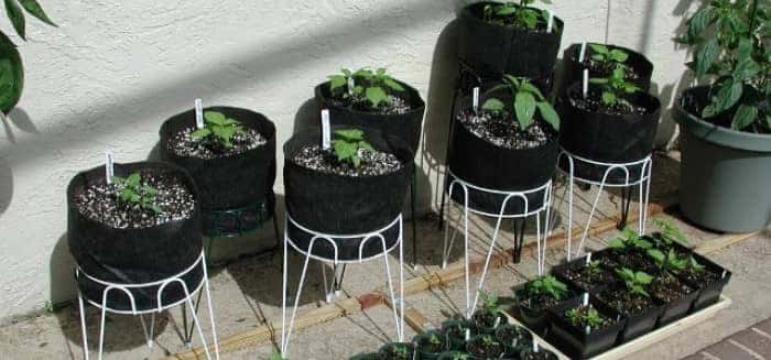 How To Grow Vegetables In Your Apartment Airtasker Blog