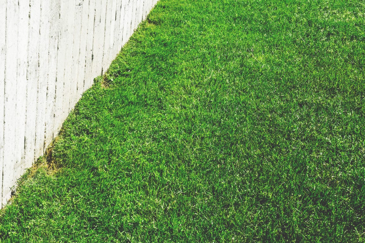 Lawn care for Sydney homes