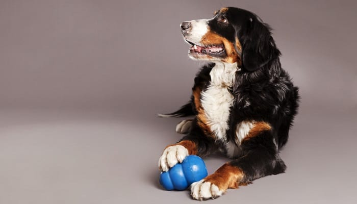 Top interactive dog toys for bored dogs