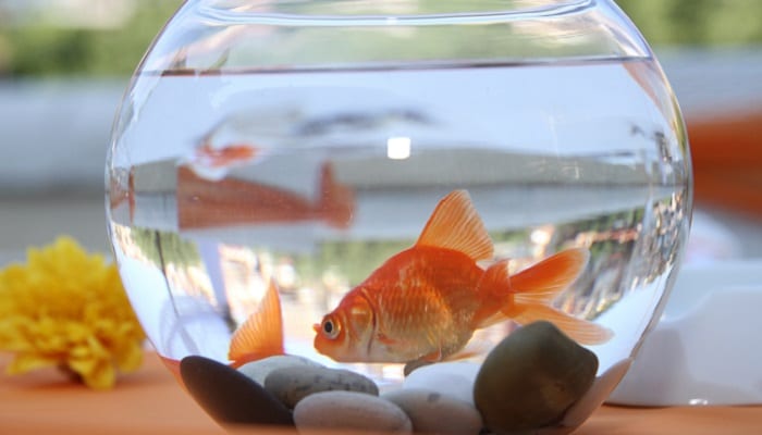 Autocomplacencia Larry Belmont Banquete The golden rules of gold fish care - Pet Sitting | Airtasker Blog