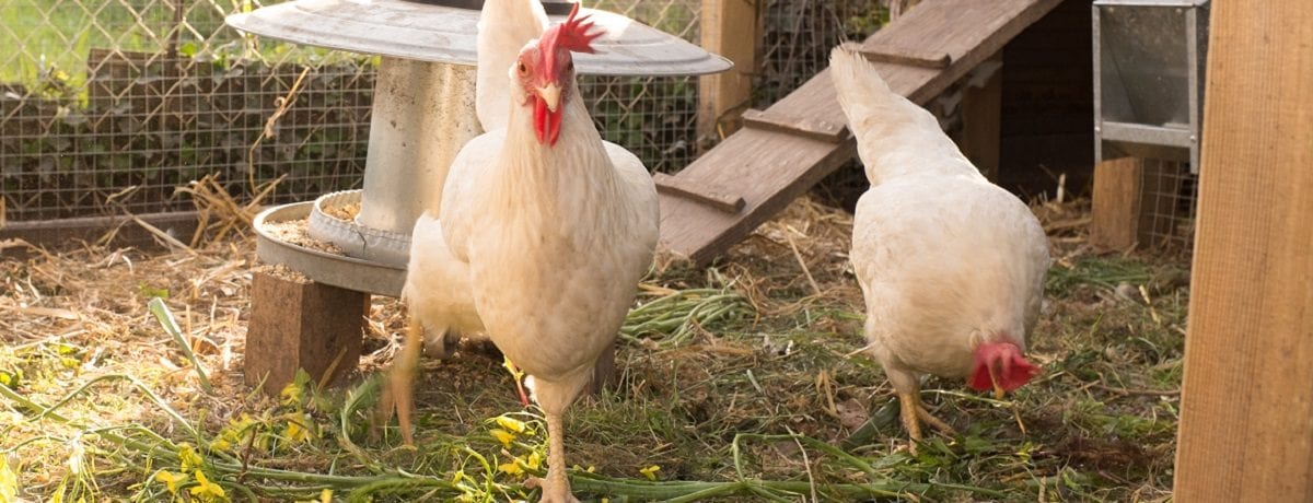 How to fox proof your chicken coop