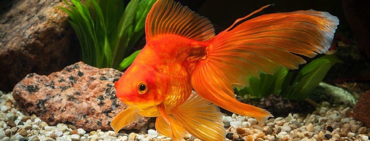 The golden rules of gold fish care