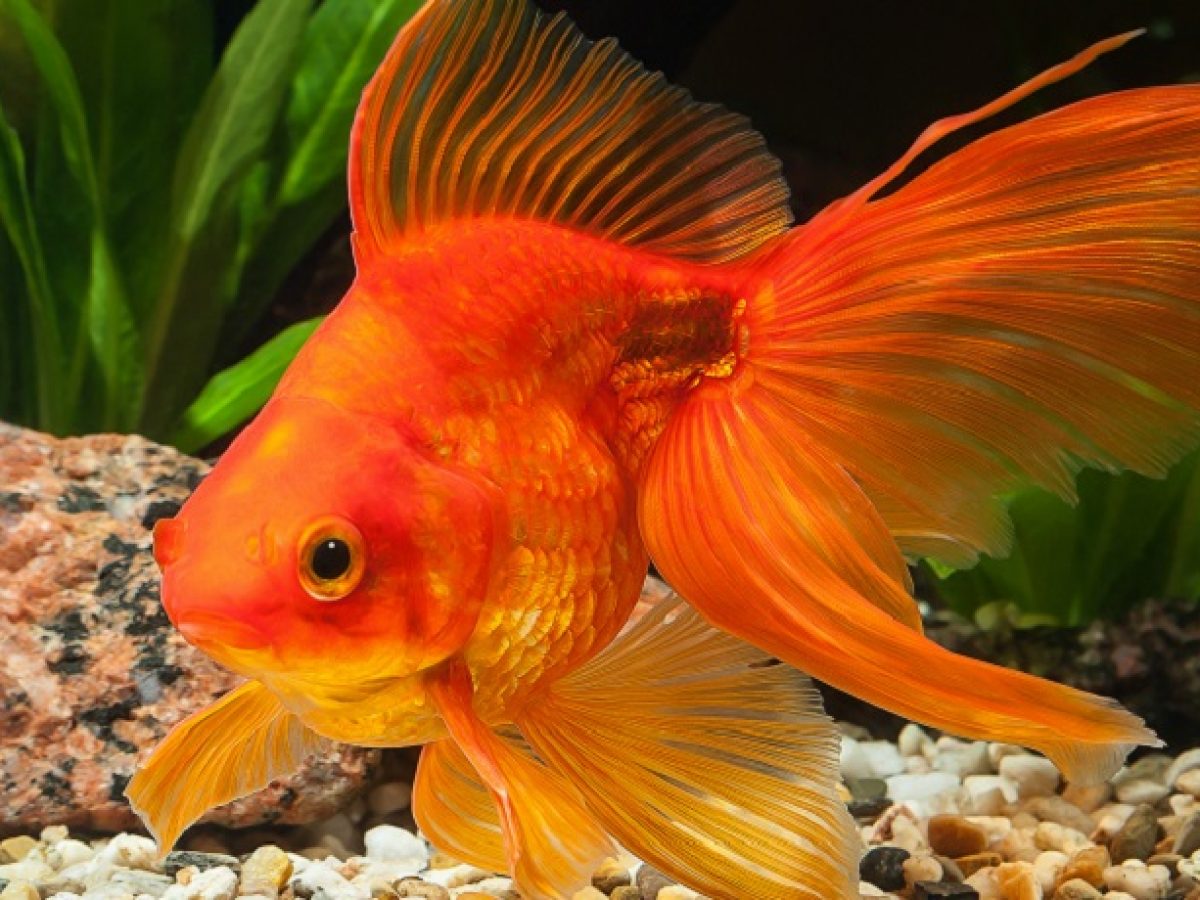 The golden rules of gold fish care - Pet Sitting | Airtasker Blog