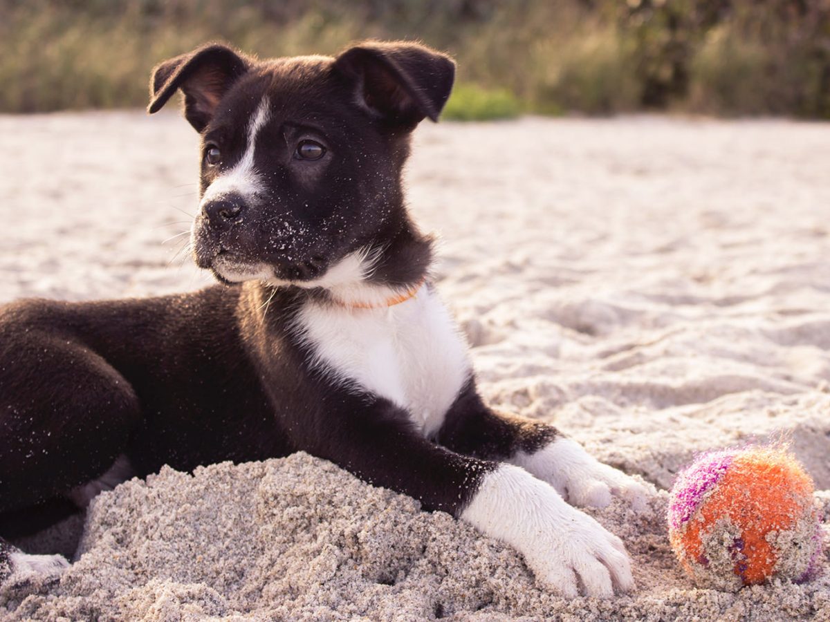 toys to stop dogs getting bored