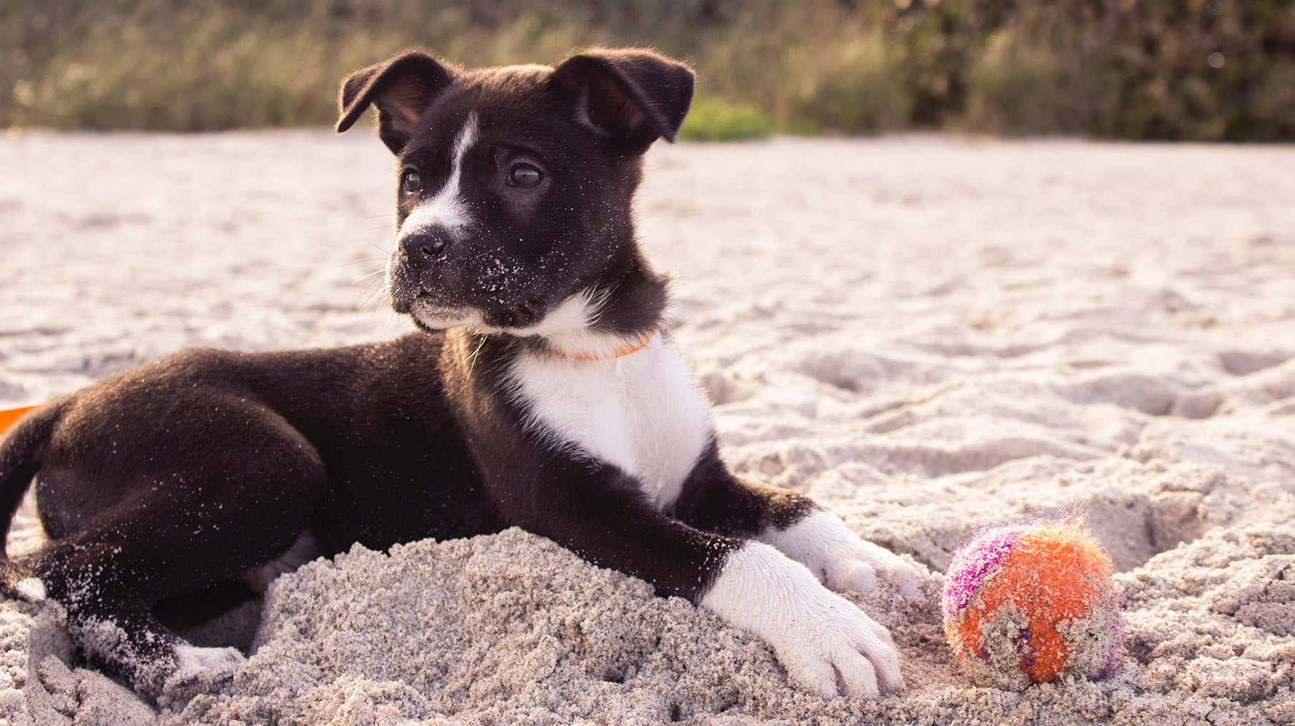 Why Do Dogs Get Bored With Their Toys?