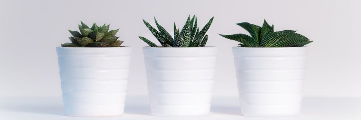 5 houseplants you can’t kill