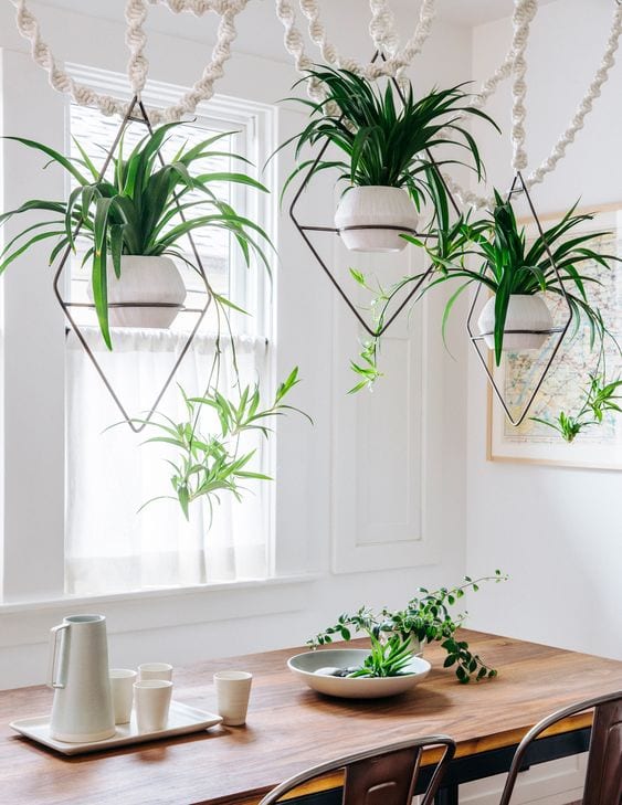 Small hanging plants discount