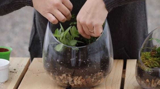 how to make a terrarium