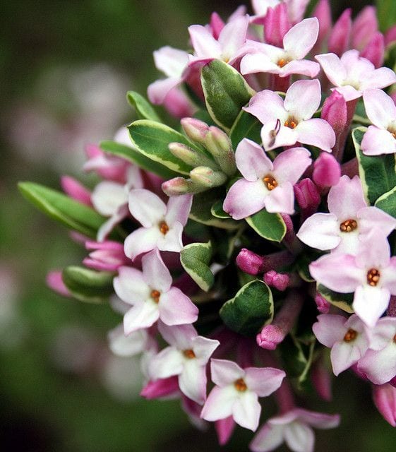 gardeners in London