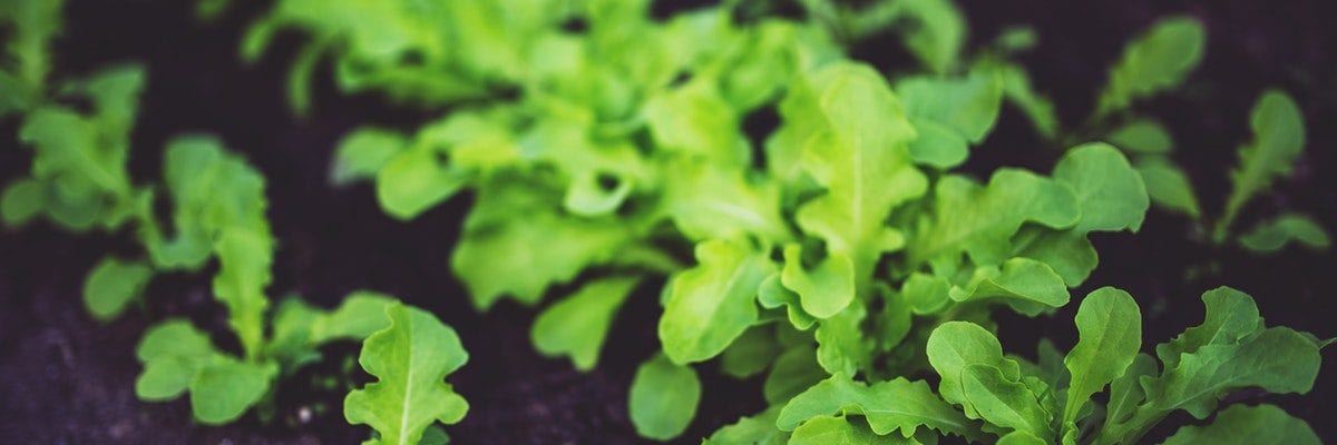 How to grow vegetables on your balcony