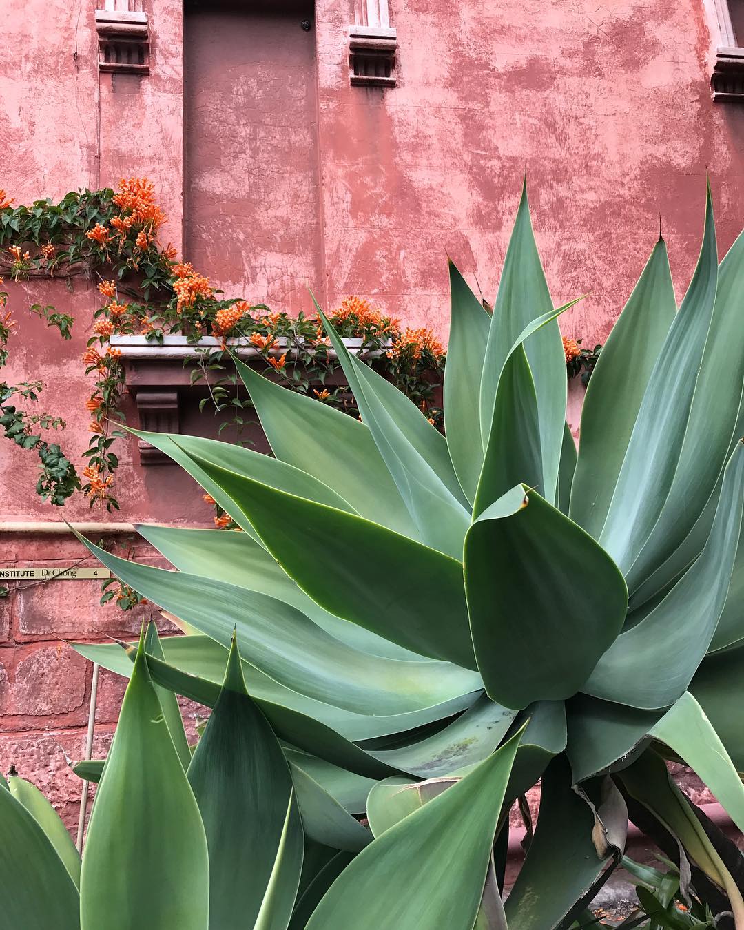 Plants on Pink