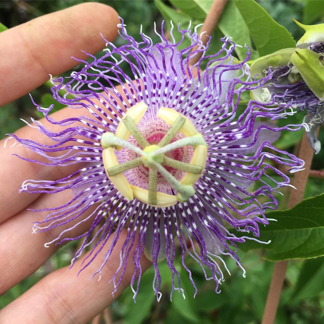 Blogs On Gardening