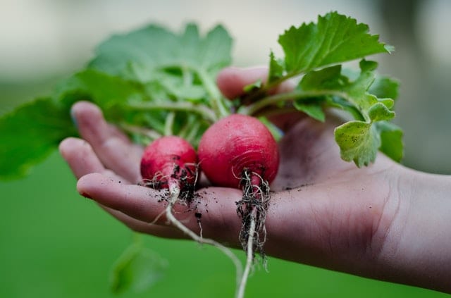 local gardeners in London