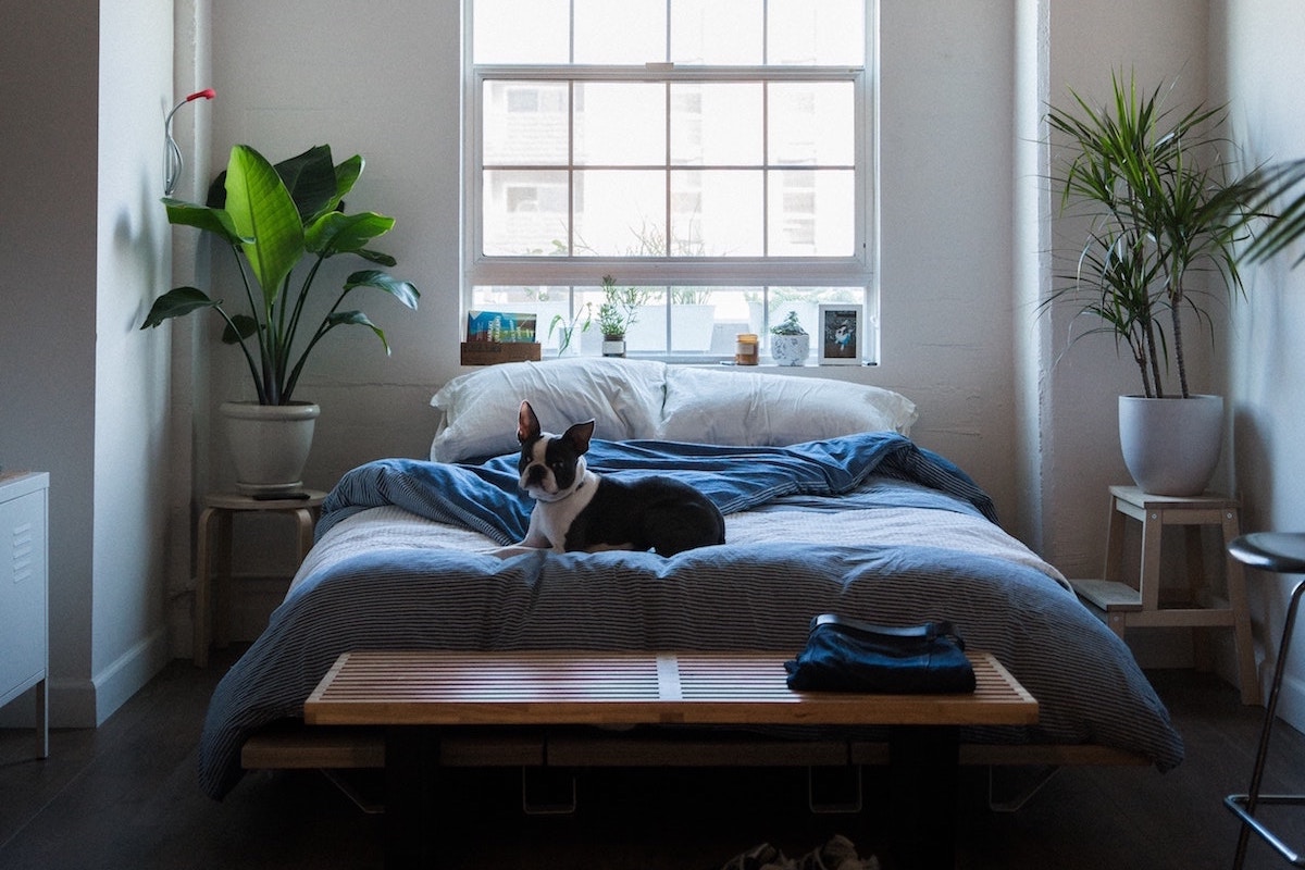 Chic interior with dog
