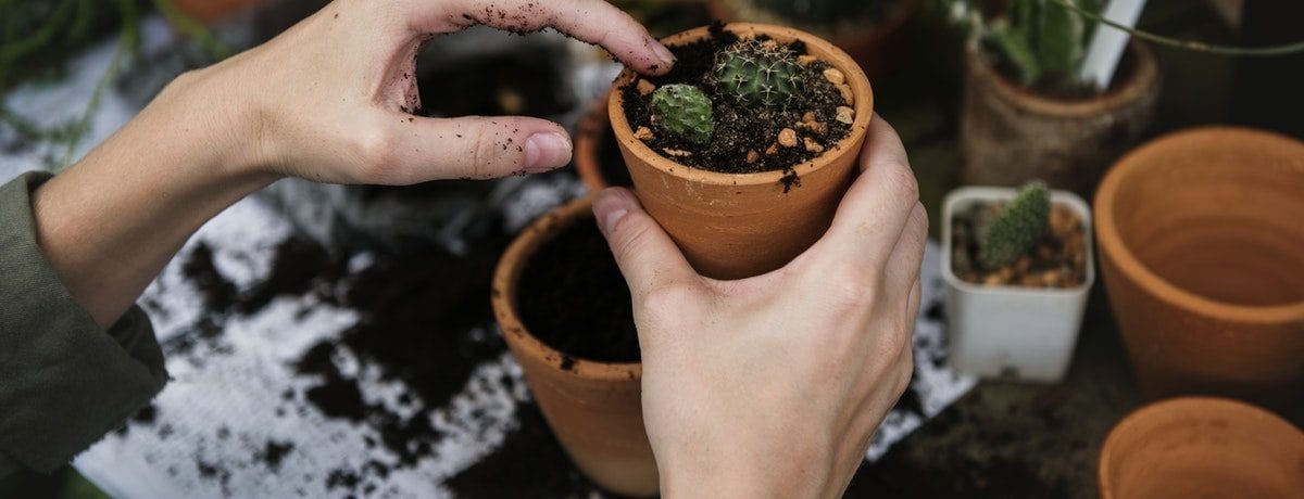 How to repot a plant