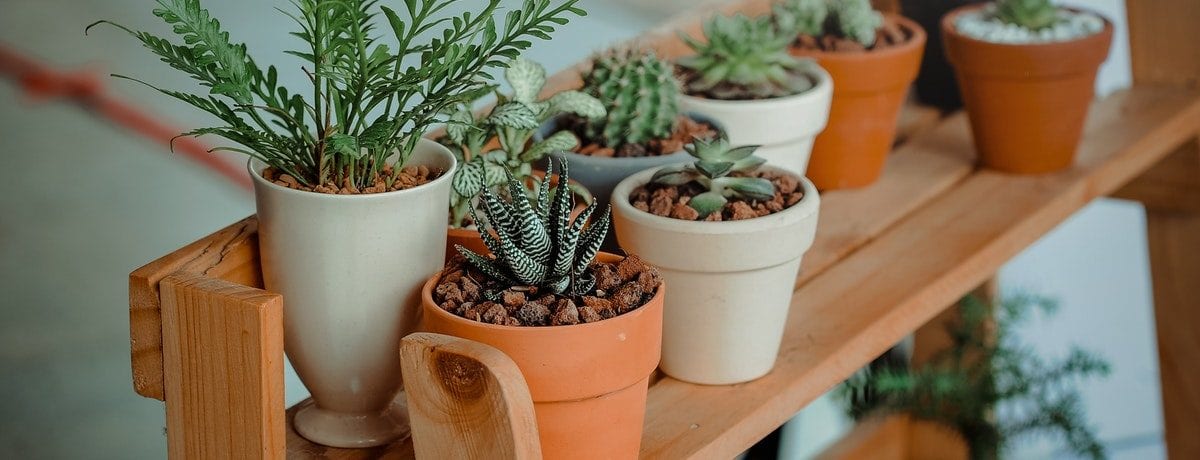 Top 10 Instagram accounts for plant lovers