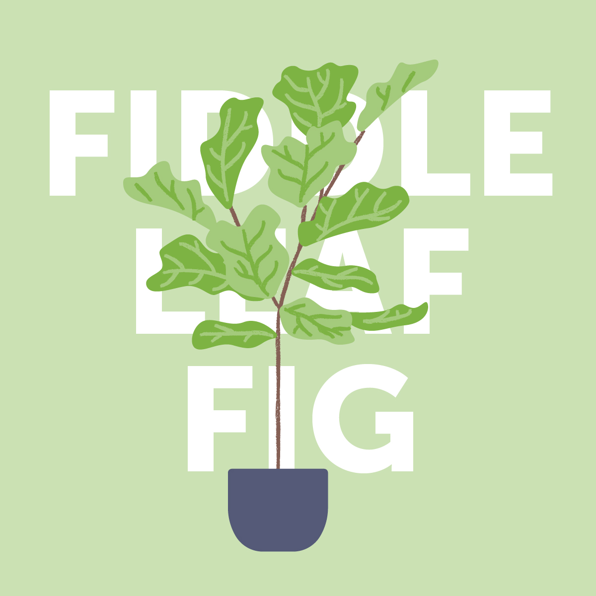 Fiddle leaf fig indoor plant | Airtasker Life Skills