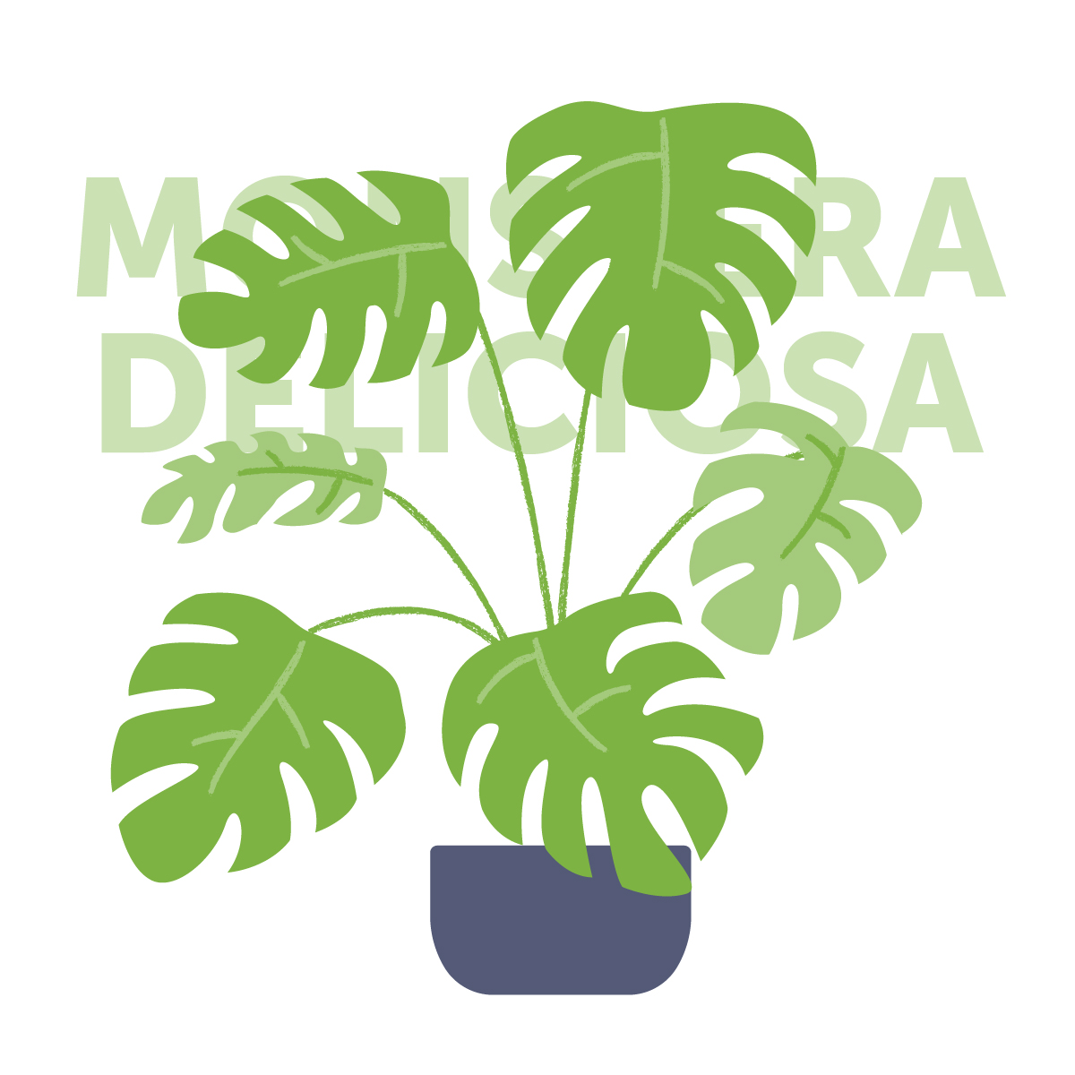 Monstera deliciosa indoor plant | Airtasker Life Skills