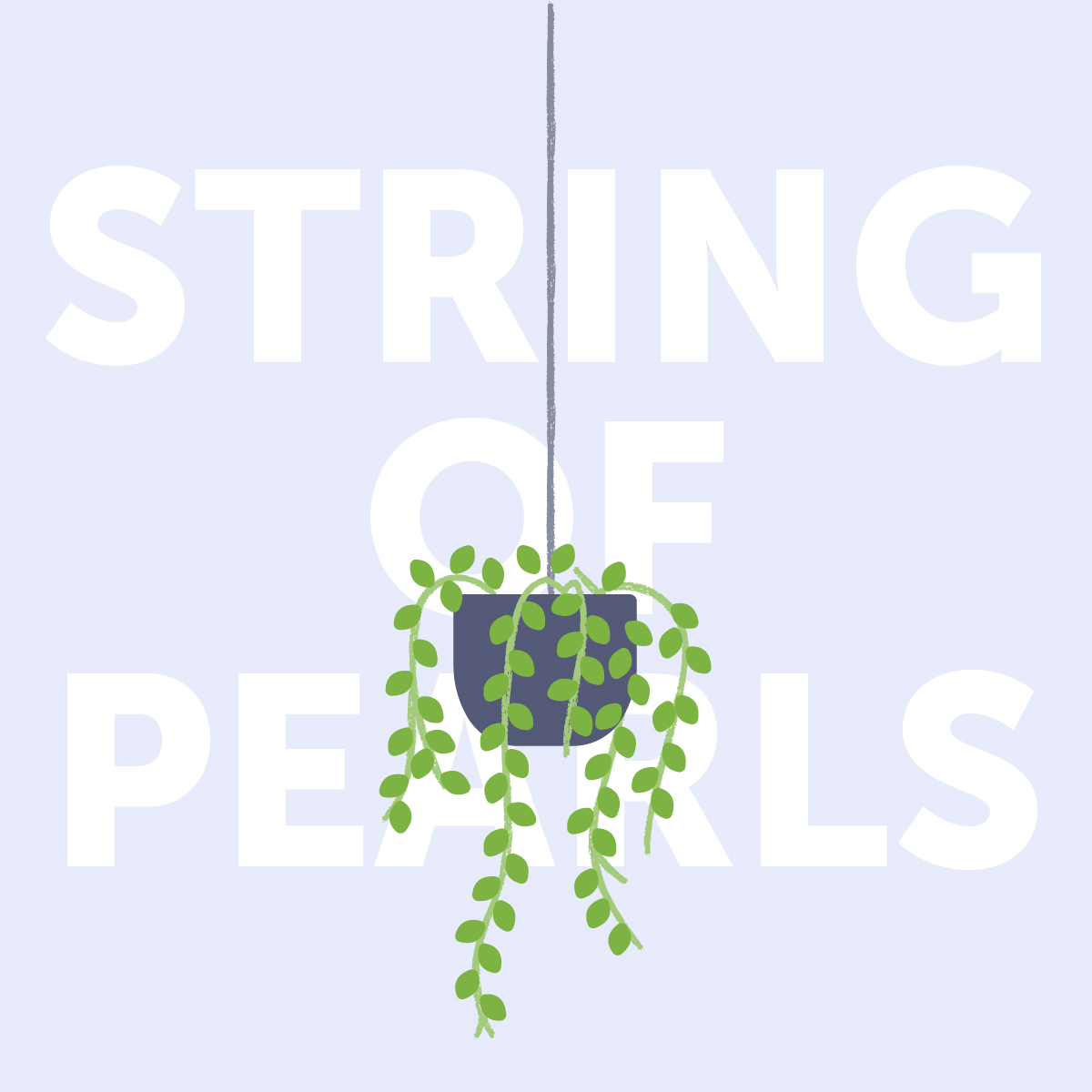 String of pearls indoor plant | Airtasker Life Skills