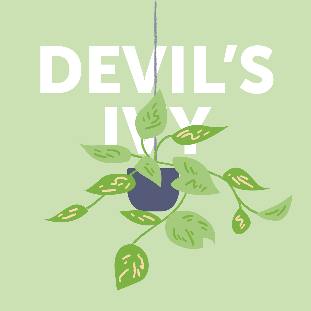 Devil's ivy indoor plant | Airtasker Life Skills