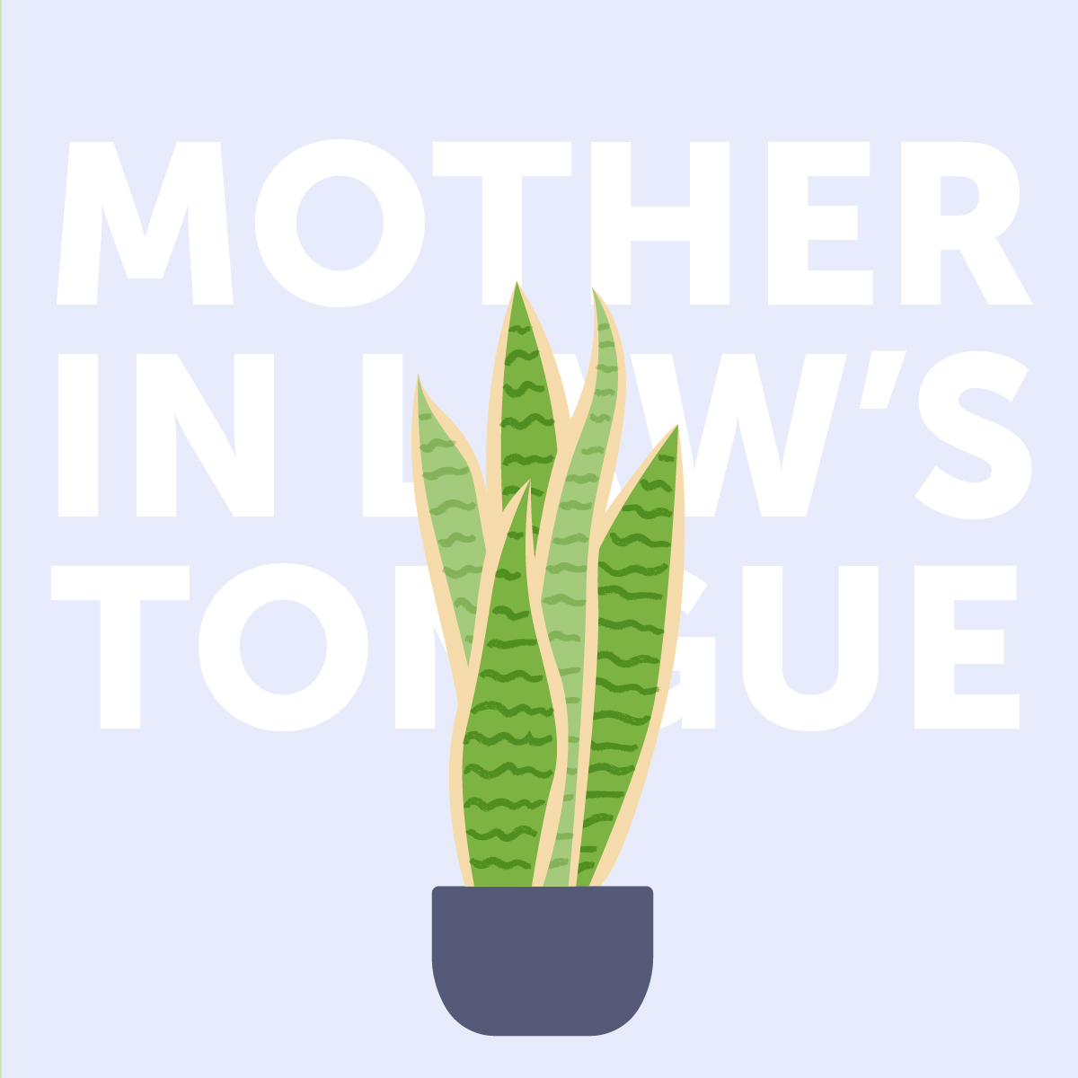 Mother in law's tongue indoor plant | Airtasker Life Skills