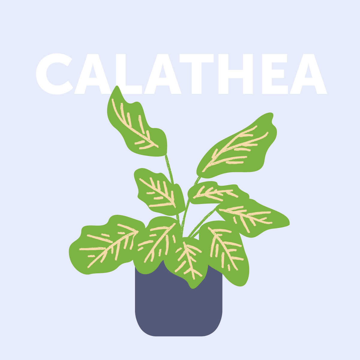 Calathea indoor plant | Airtasker Life Skills