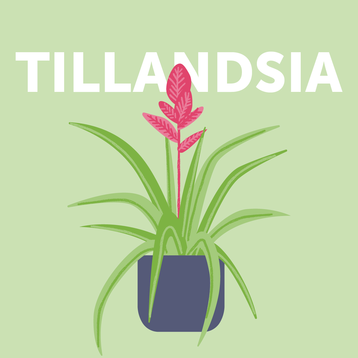 Tillandsia indoor plant | Airtasker Life Skills