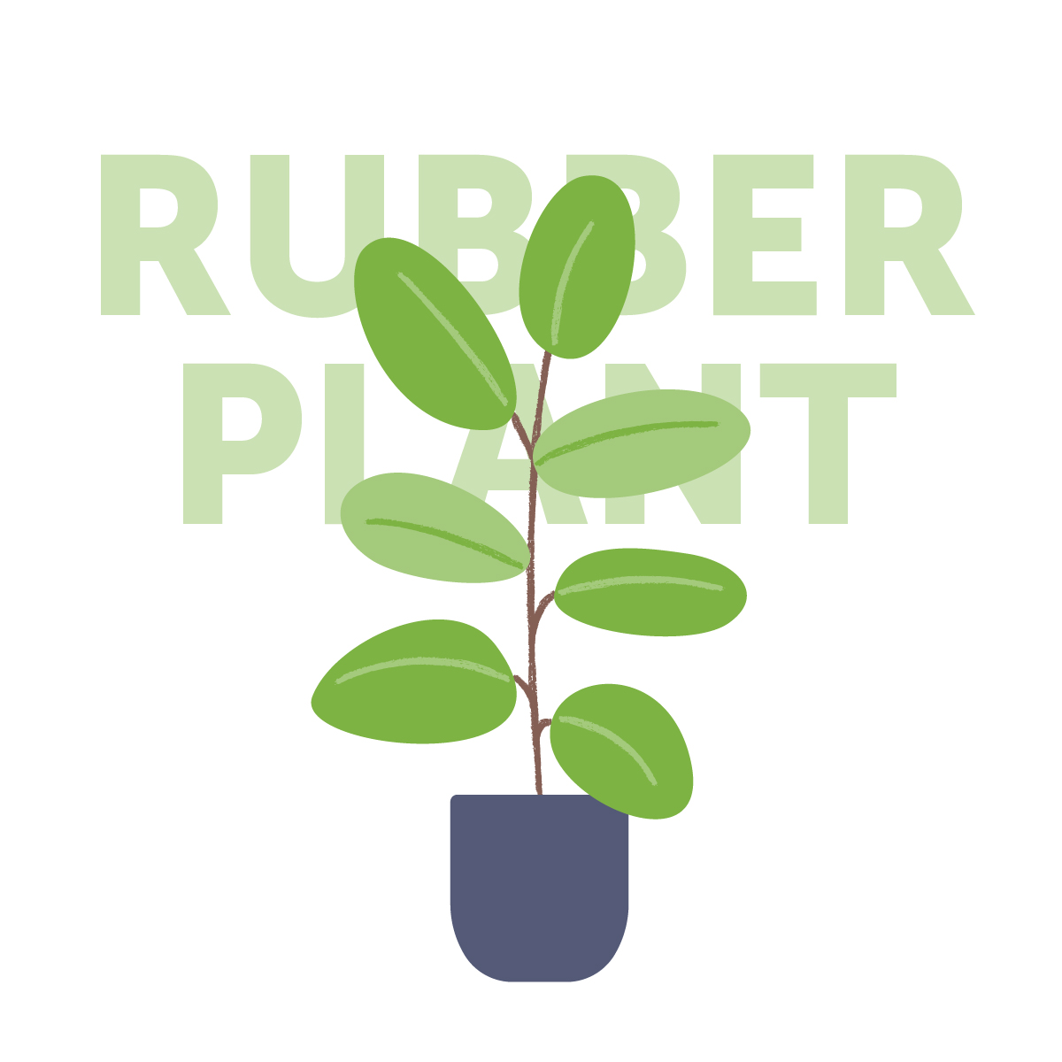 Rubber plant indoor plant | Airtasker Life Skills