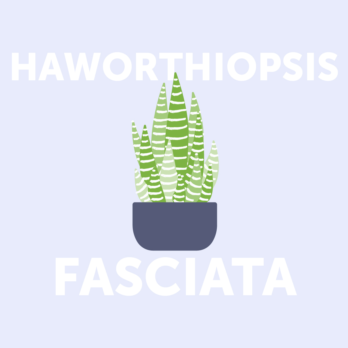 Haworthiopsis fasciata indoor plant | Airtasker Life Skills