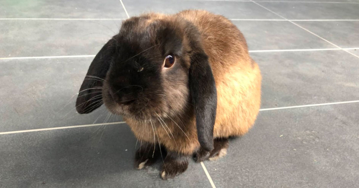 Long eared brown rabbit