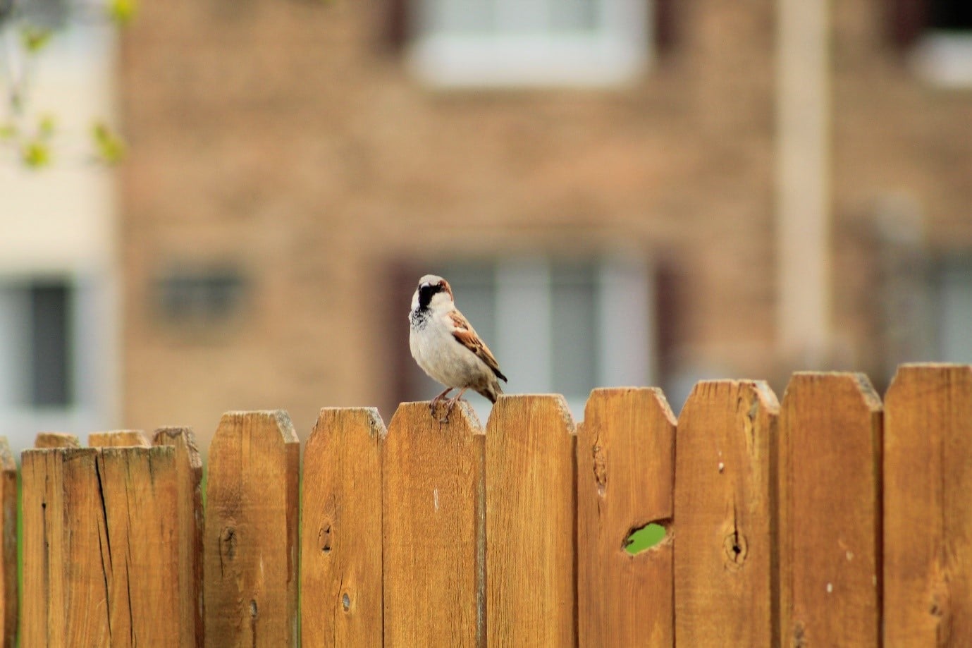 privacy-fence-bird
