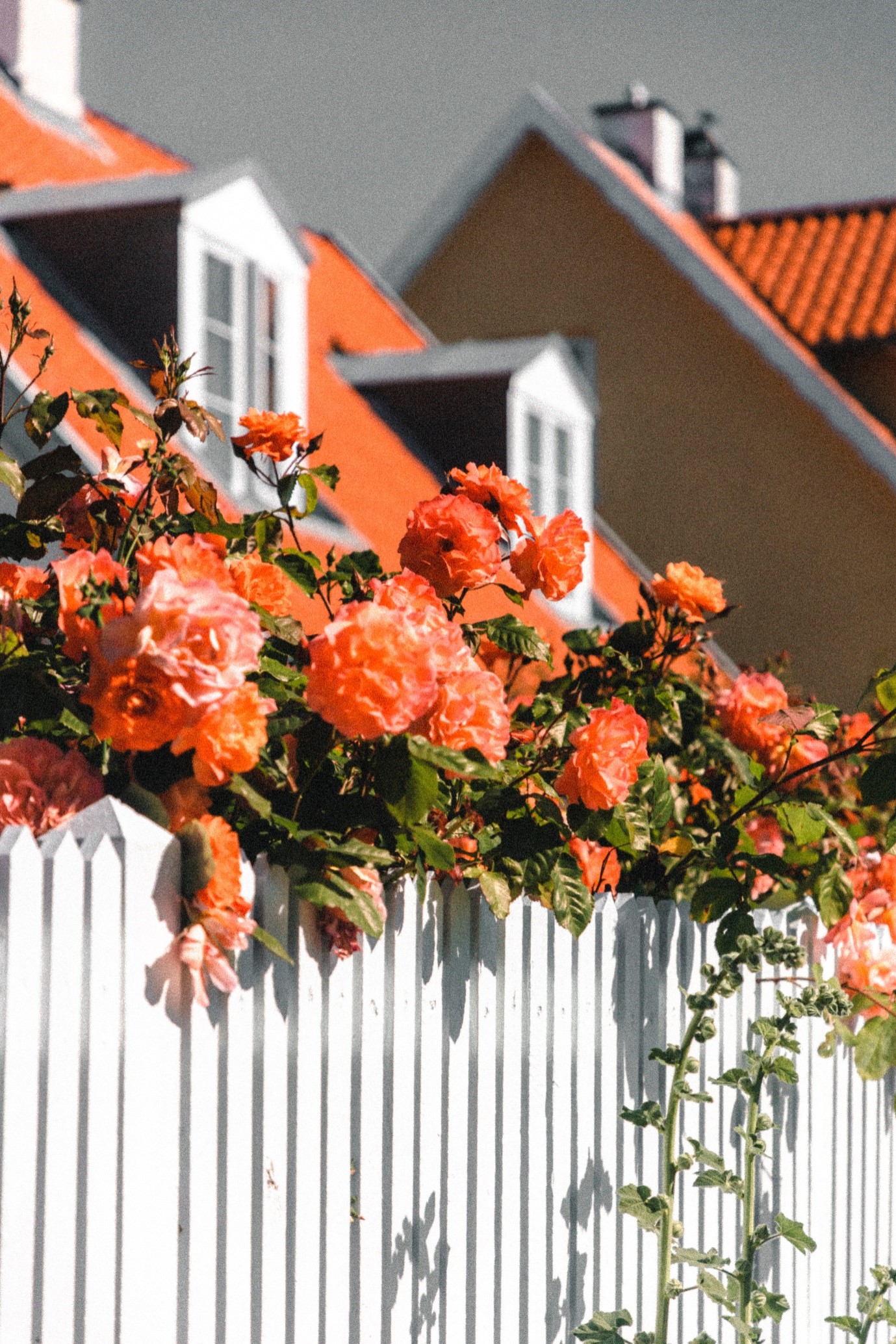 privacy-fence-flowers