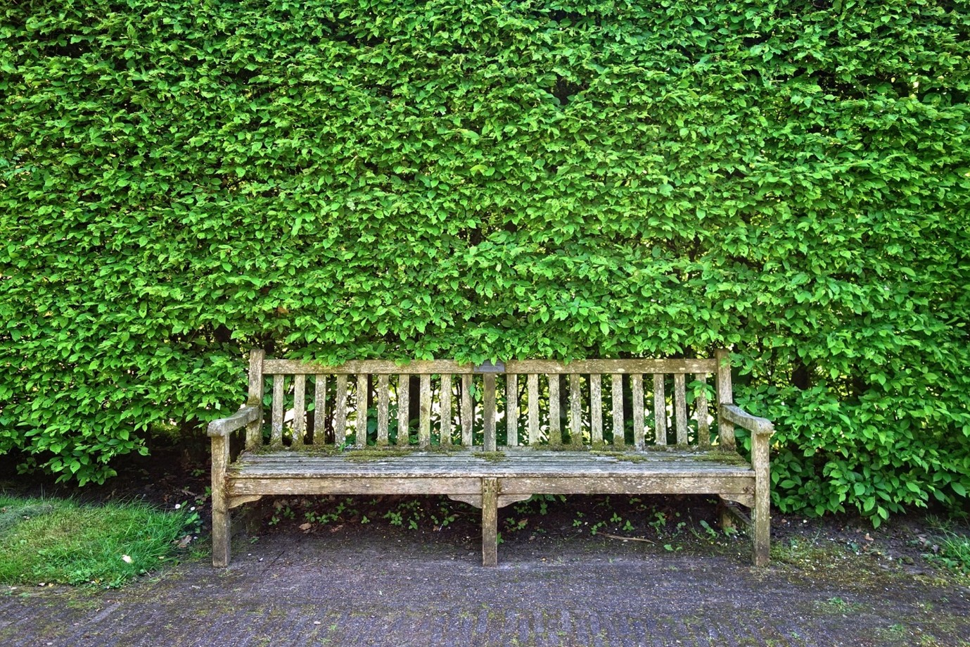 privacy-fence-green