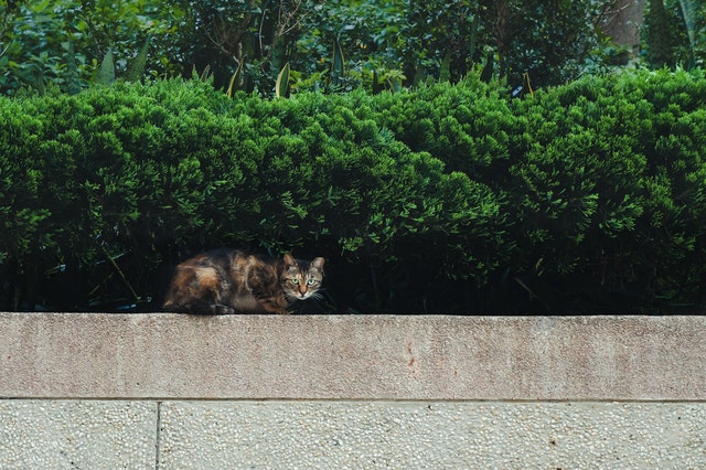 retaining-wall-cat