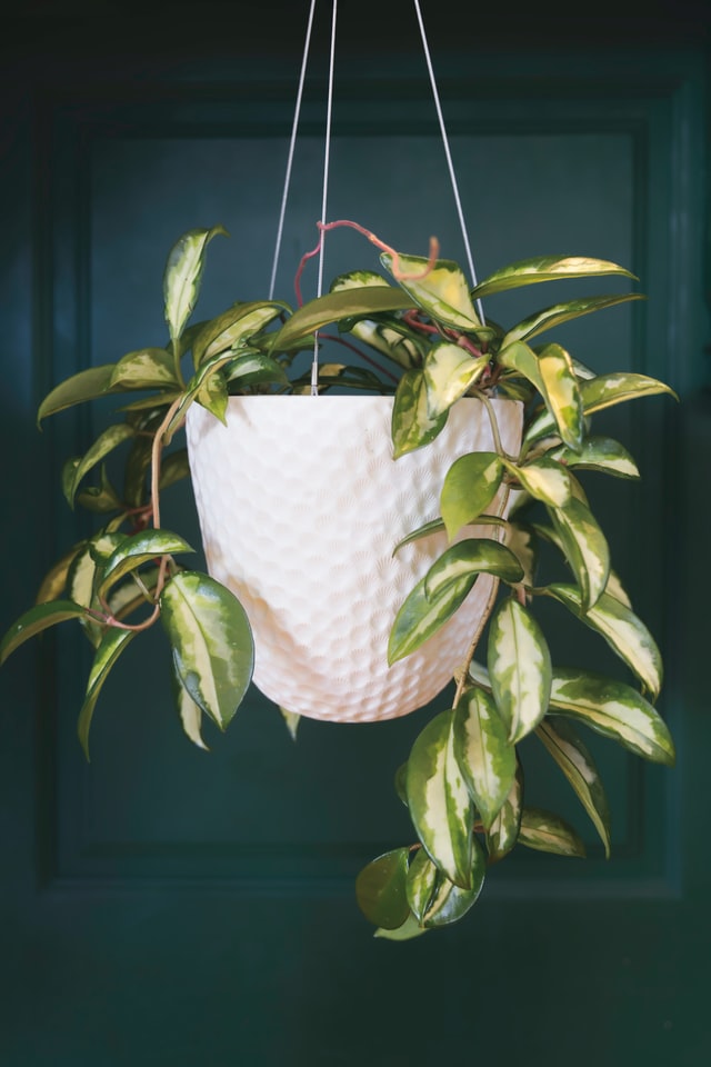 front-garden-ideas-hanging-plants