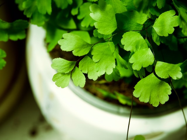 front-garden-ideas-pots