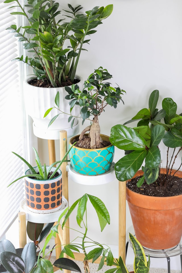 boho-living-room-plants